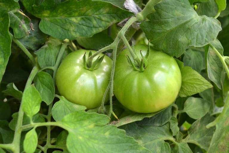 tomatoes not ripening
