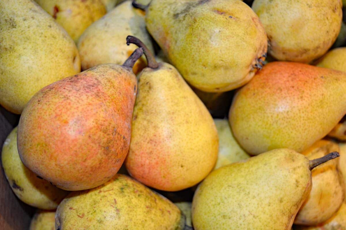 large pile of pears for preserving