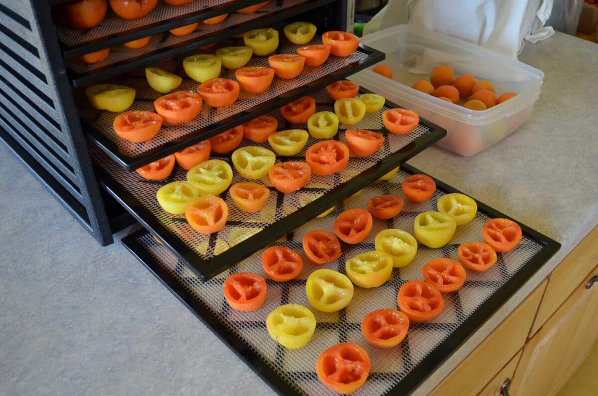 sliced tomato halves in dehydrator