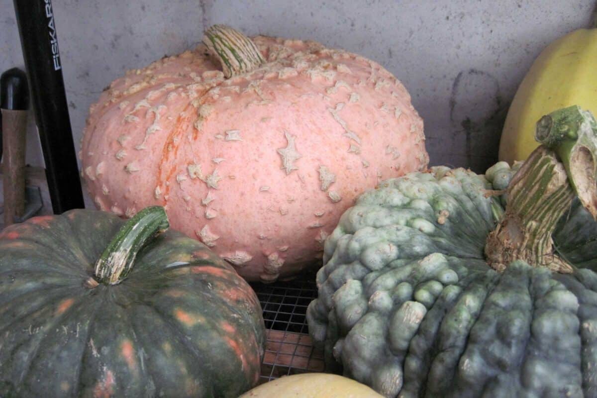 Galeux d'Eysines squash