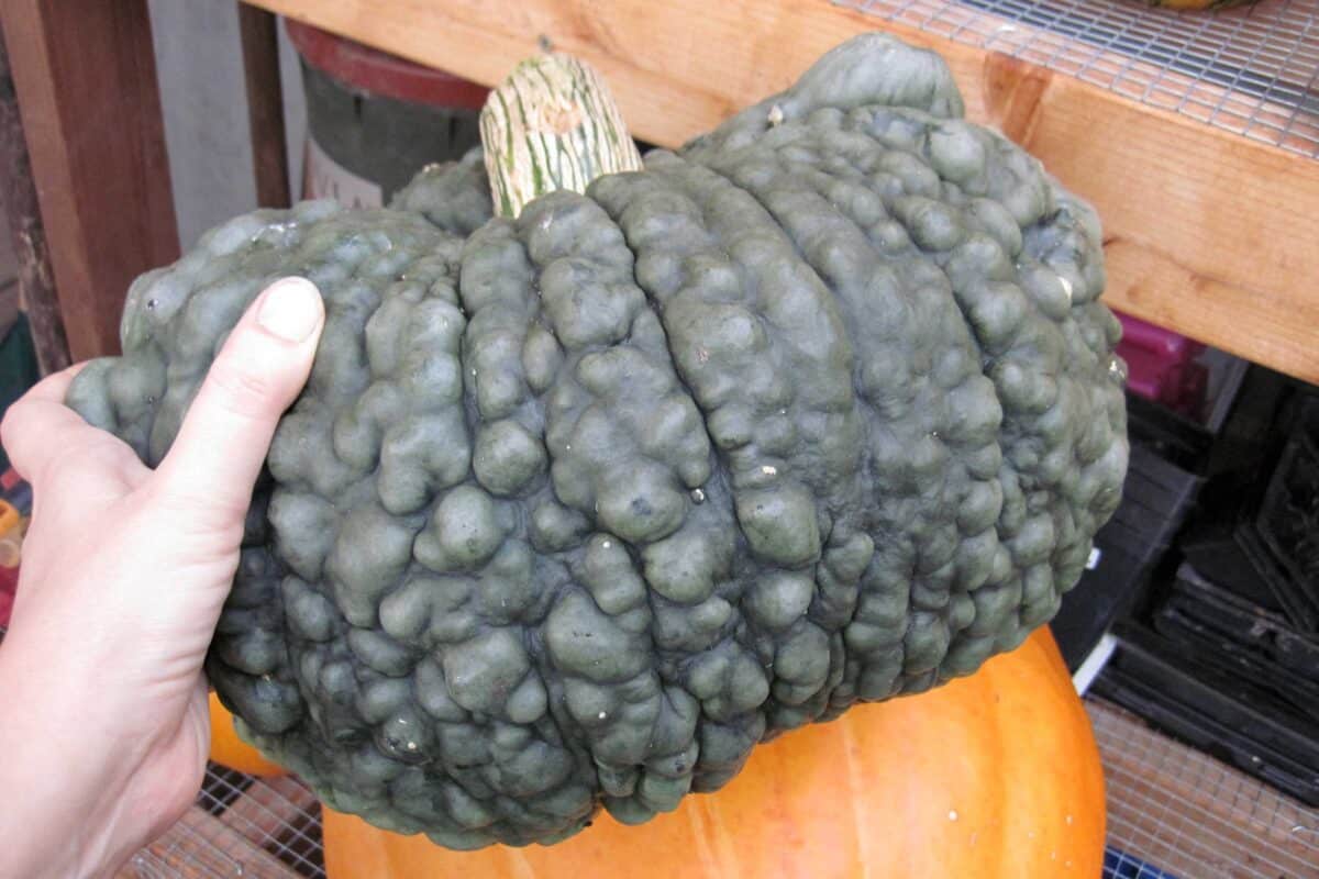 Marina di Chioggia squash