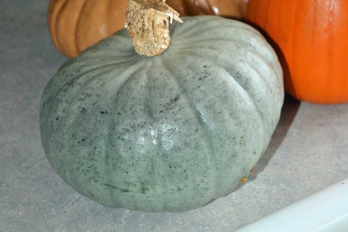 Sweet Meat squash