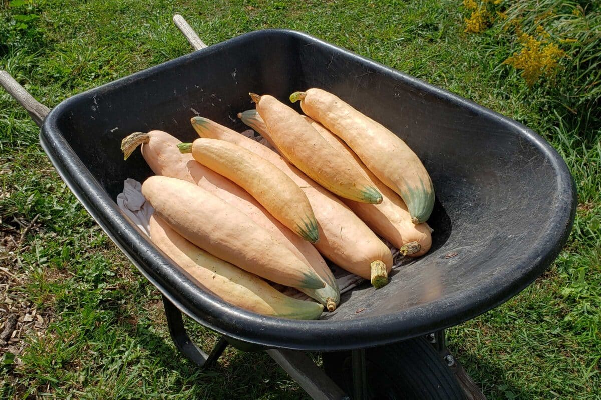 banana squash