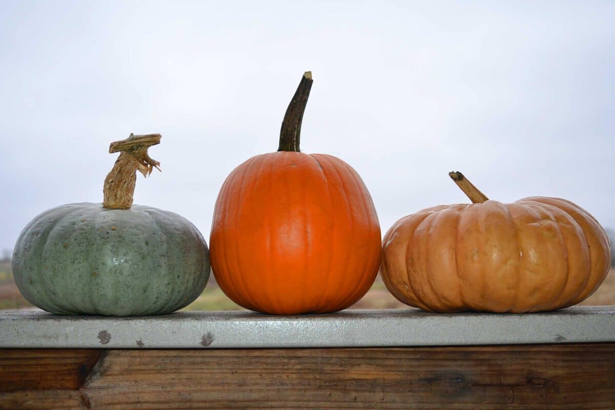 best pumpkins for pie