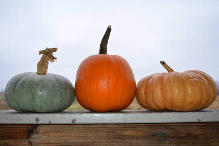 best pumpkins for pie