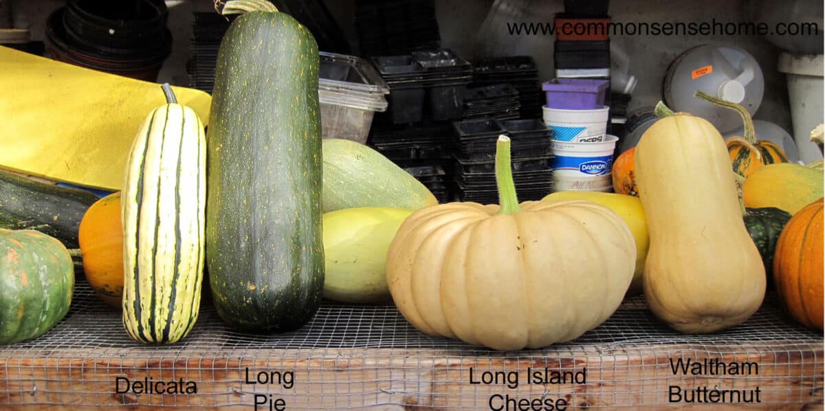 squash assortment