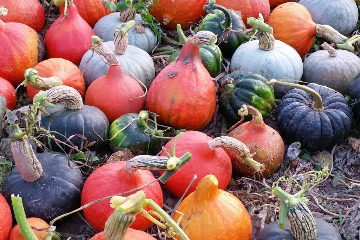 winter squash for baking